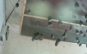 Archived image Webcam Feistritz / Gail - Bat House 05:00