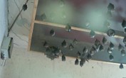 Archived image Webcam Feistritz / Gail - Bat House 06:00