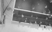 Archiv Foto Webcam Feistritz - Fledermaushaus 01:00