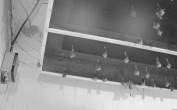 Archiv Foto Webcam Feistritz - Fledermaushaus 03:00