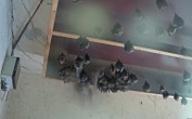 Archiv Foto Webcam Feistritz - Fledermaushaus 11:00