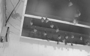 Archiv Foto Webcam Feistritz - Fledermaushaus 03:00