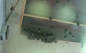 Archiv Foto Webcam Feistritz - Fledermaushaus 07:00