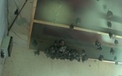 Archiv Foto Webcam Feistritz - Fledermaushaus 09:00