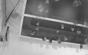 Archiv Foto Webcam Feistritz - Fledermaushaus 01:00