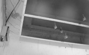 Archiv Foto Webcam Feistritz - Fledermaushaus 03:00