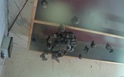 Archived image Webcam Feistritz / Gail - Bat House 11:00