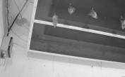 Archiv Foto Webcam Feistritz - Fledermaushaus 23:00