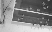 Archiv Foto Webcam Feistritz - Fledermaushaus 03:00