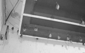 Archiv Foto Webcam Feistritz - Fledermaushaus 23:00