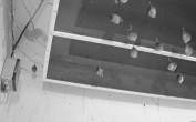 Archiv Foto Webcam Feistritz - Fledermaushaus 23:00