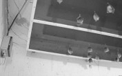 Archiv Foto Webcam Feistritz - Fledermaushaus 23:00