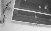 Archiv Foto Webcam Feistritz - Fledermaushaus 01:00