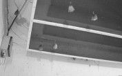 Archiv Foto Webcam Feistritz - Fledermaushaus 03:00