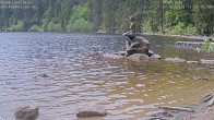Archived image Webcam Lake Mummelsee - Black Forest 11:00