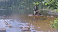 Archived image Webcam Lake Mummelsee - Black Forest 13:00
