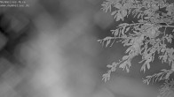 Archived image Webcam Lake Mummelsee - Black Forest 03:00