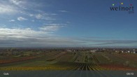 Archiv Foto Webcam Weinort Gols 08:00