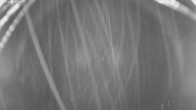 Archiv Foto Webcam Jägeralpe bei Warth 01:00