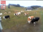 Archiv Foto Webcam Menzenschwander Hütte, Schwarzwald 17:00