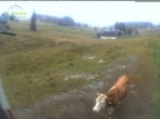 Archiv Foto Webcam Menzenschwander Hütte, Schwarzwald 11:00