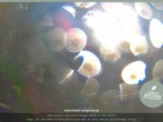 Archiv Foto Webcam Altenmarkt: Hotel Schartner 05:00