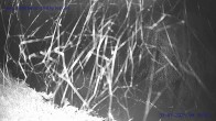 Archiv Foto Webcam Sankt Gallenkirch, Vorarlberg 03:00