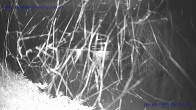 Archiv Foto Webcam Sankt Gallenkirch, Vorarlberg 23:00