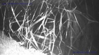 Archiv Foto Webcam Sankt Gallenkirch, Vorarlberg 03:00
