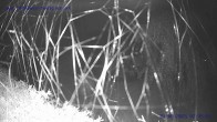 Archiv Foto Webcam Sankt Gallenkirch, Vorarlberg 01:00