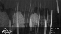 Archiv Foto Webcam Winterberg: Ruhrquelle Talstation 03:00