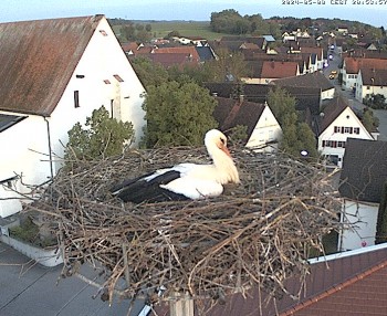 Stork Nest on top of the Town Hall of Jettingen-Scheppach